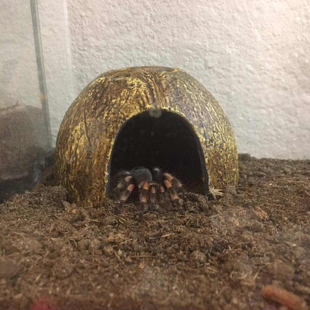 Meet your Posher, Kat